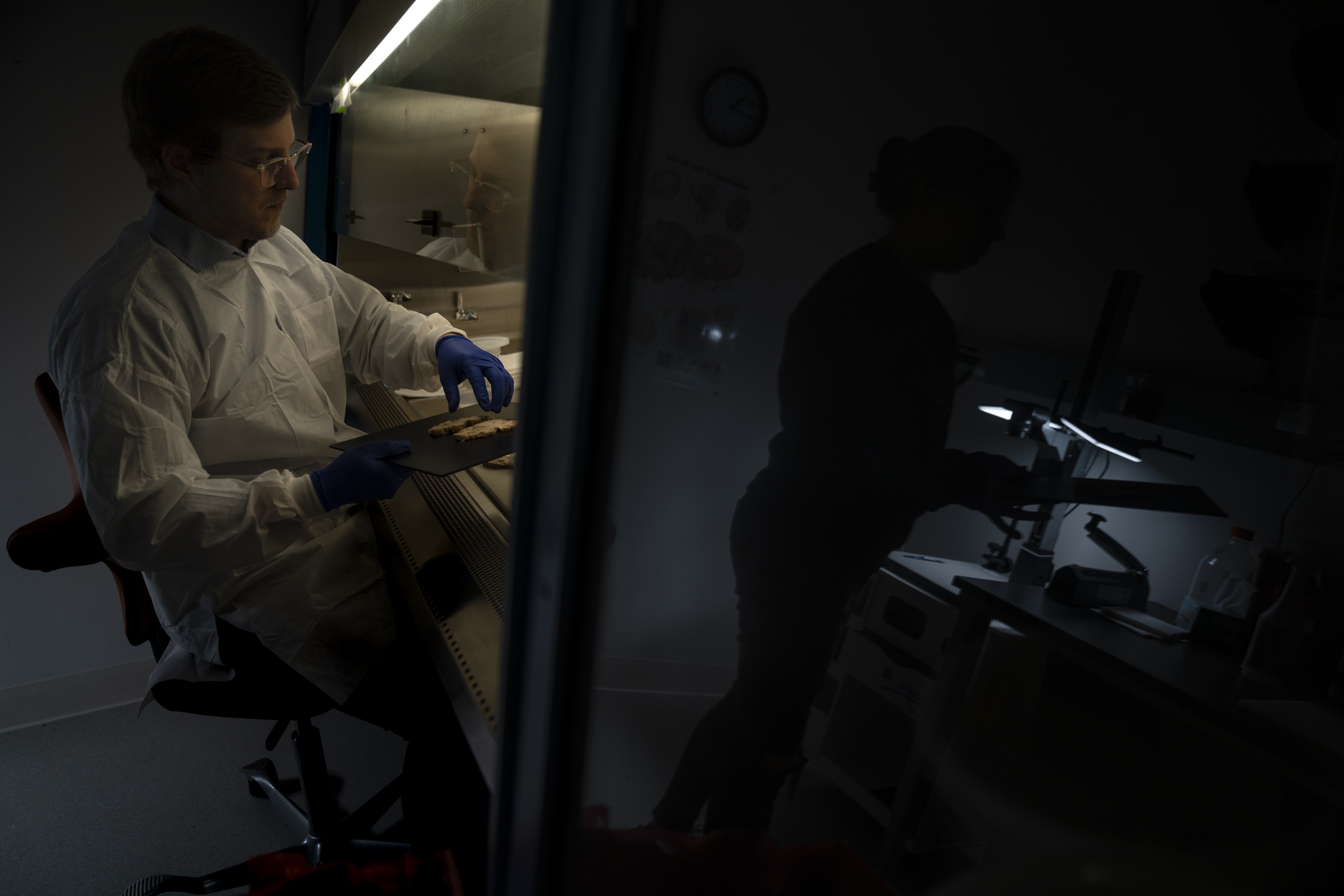 Picture of Kevin Bieniek, the director of the brain bank at the Glenn Biggs Institute for Alzheimer's and Neurodegenerative Diseases, in San Antonio, Texas, preparing slices of a dissected human brain to be photographed in December 2023.